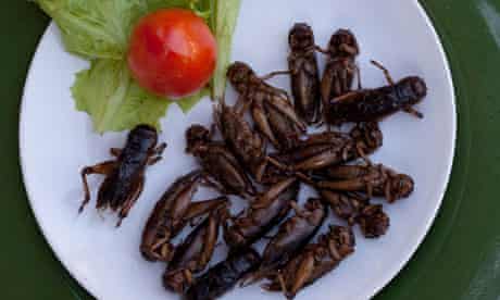 Edible fried insects 