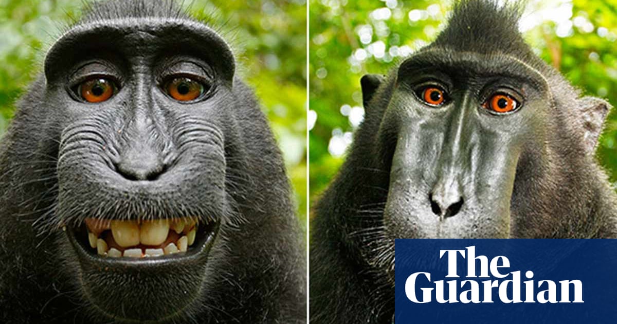 Monkey selfie photographer says he's broke: 'I'm thinking of dog walking' |  Wildlife | The Guardian