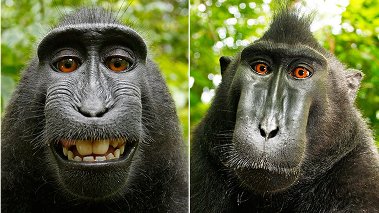Monkey photo not photographer's, claims Wikimedia - video | Technology |  The Guardian