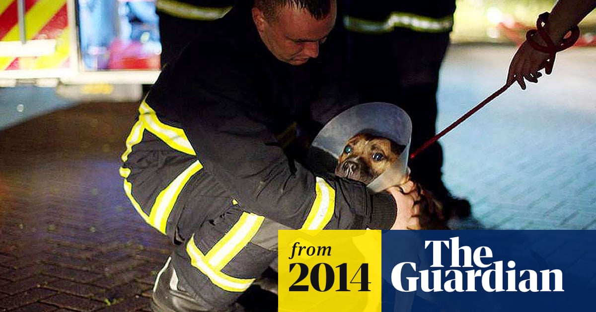Manchester Dogs Home Fire 15 Year Old Boy Released On Bail Manchester The Guardian