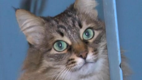 Cat Saves Baby From Freezing Russian Night Video World News The Guardian