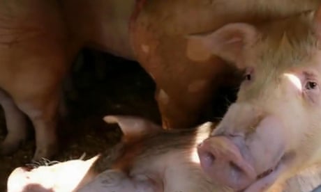 Canada woman clashes with pig farmer after giving animals water on hot day  – video | World news | The Guardian