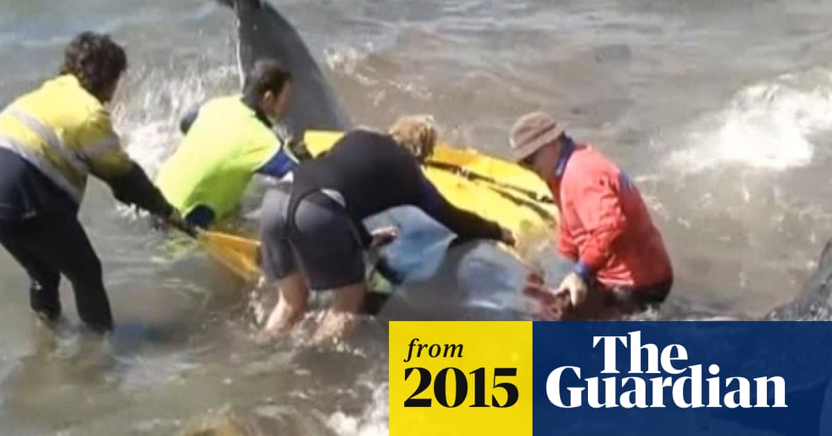 Pilot Whales Stranded Along Coast Of Western Australia