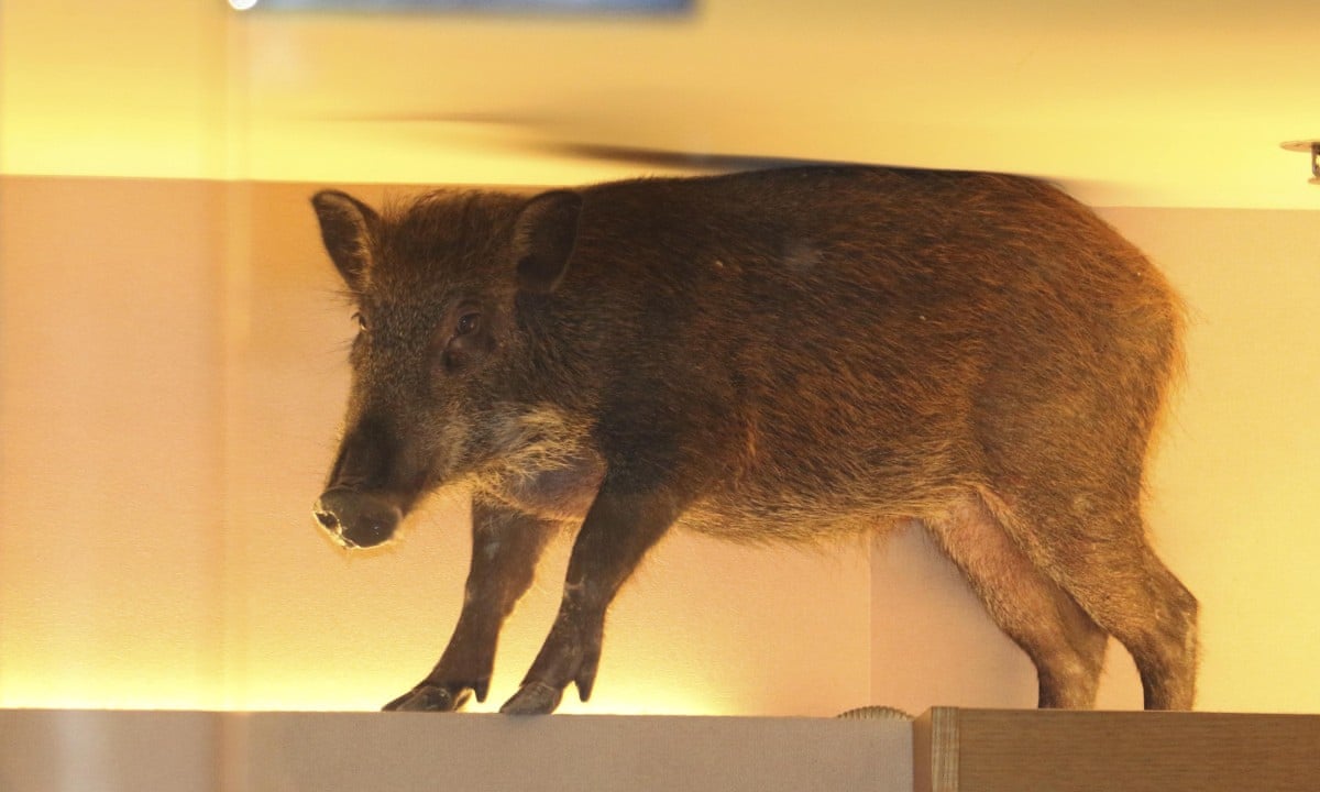 Wild boar enters Hong Kong shopping centre – video | World news | The  Guardian