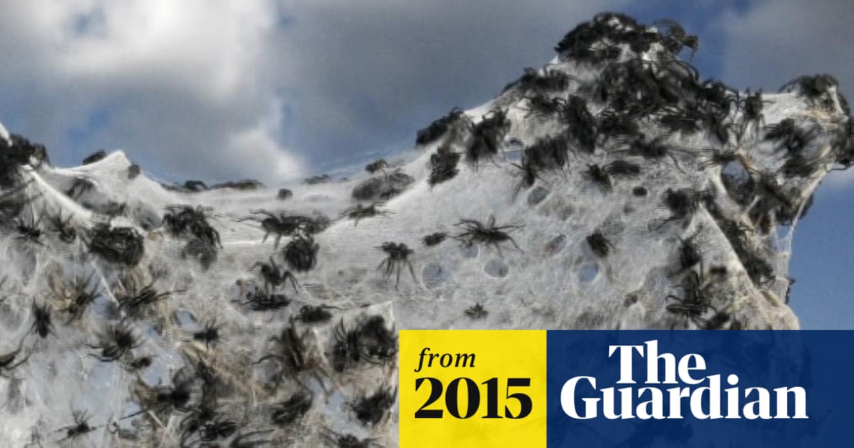 Australia: where spiders rain down from the sky - video report | World news  | The Guardian
