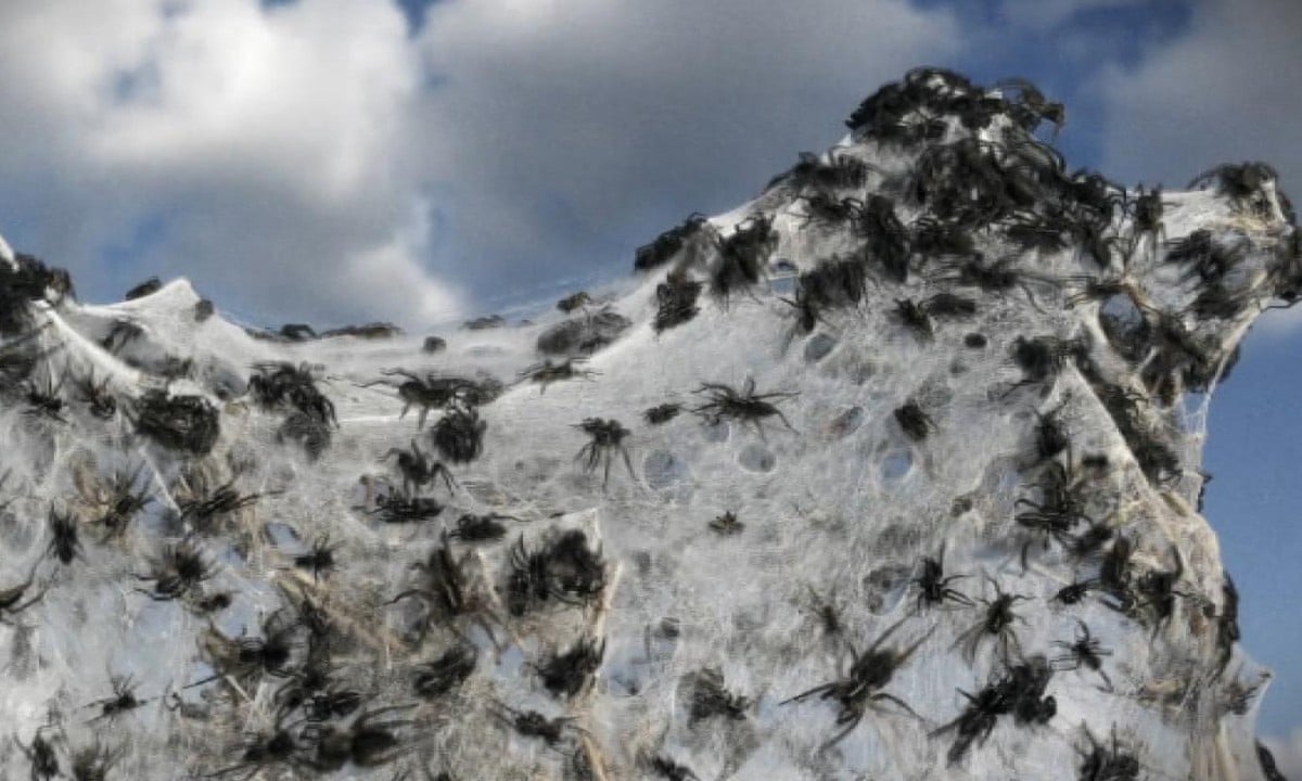 Australia: where spiders rain down from the sky - video report, World news