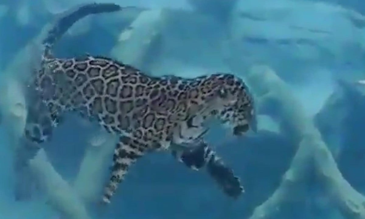 Jaguar swims underwater during feeding - video | World news | The Guardian