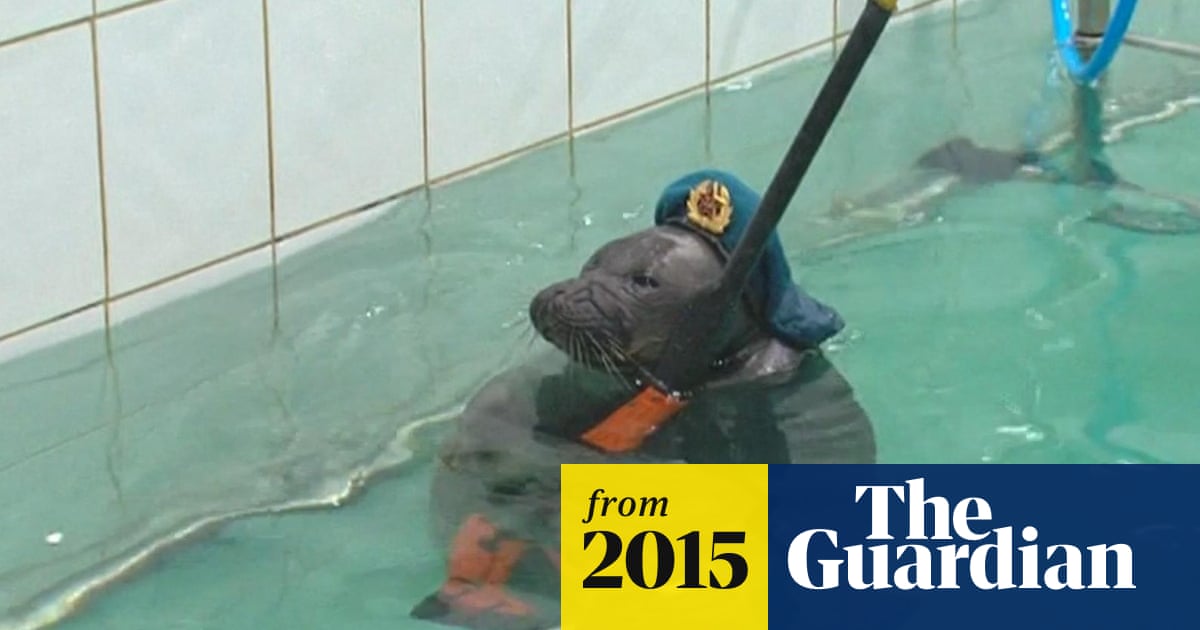 Russia S Imperial Navy Seals Given Toy Guns And Hats Video