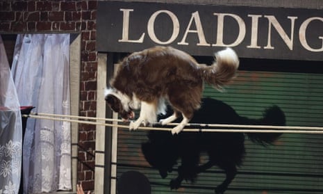 465px x 279px - Britain's Got Talent to be investigated over stunt-double dog | Ofcom | The  Guardian