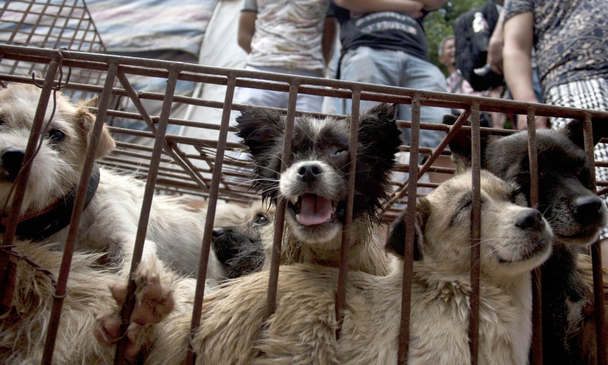 China's dog-meat festival targeted by animal rights campaigner – video |  World news | The Guardian