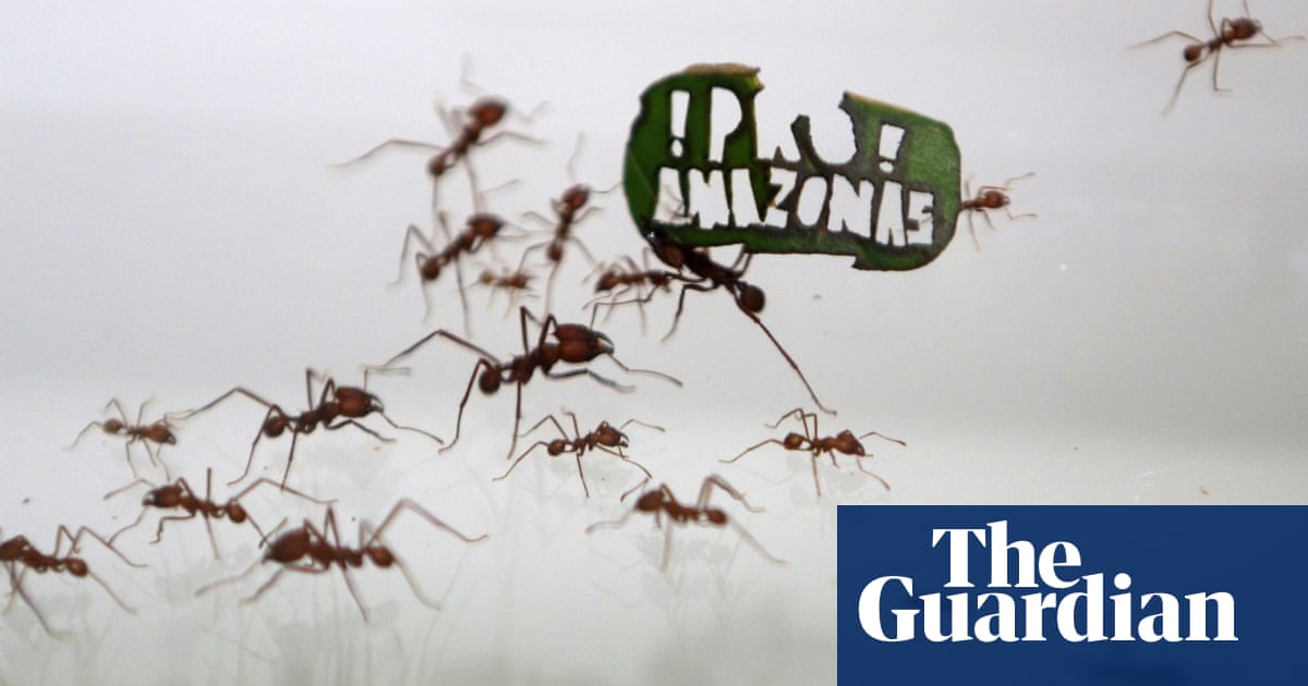 Ants Hold Protest Calling For Protection Of Amazon Rainforest Video Environment The Guardian