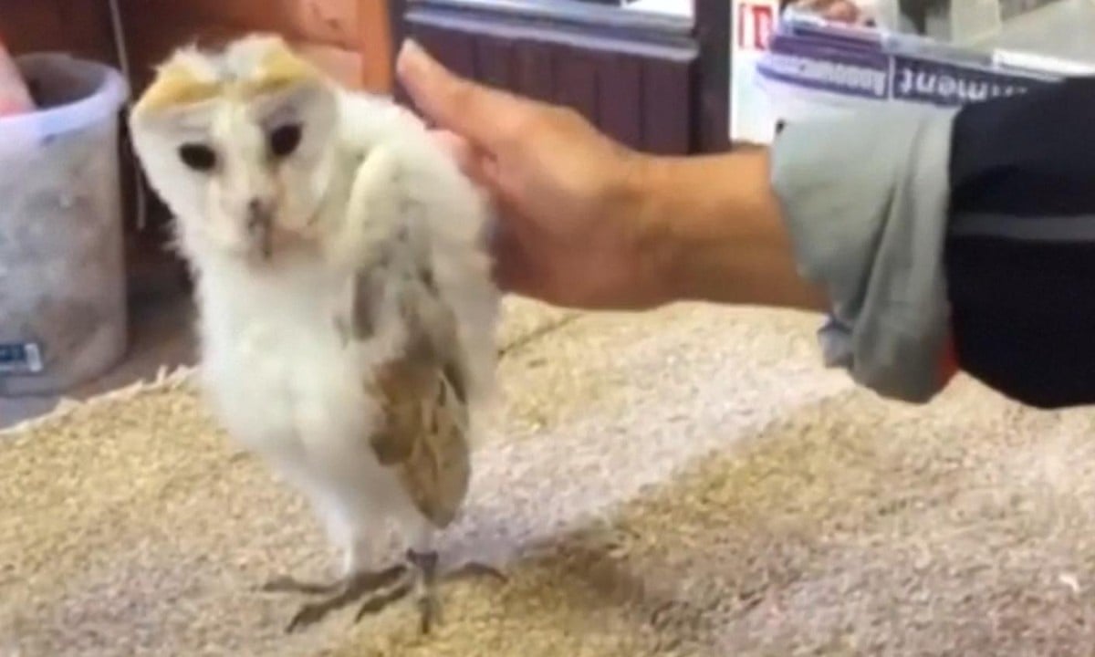 Baby Owl Without Feathers - Resenhas de Livros