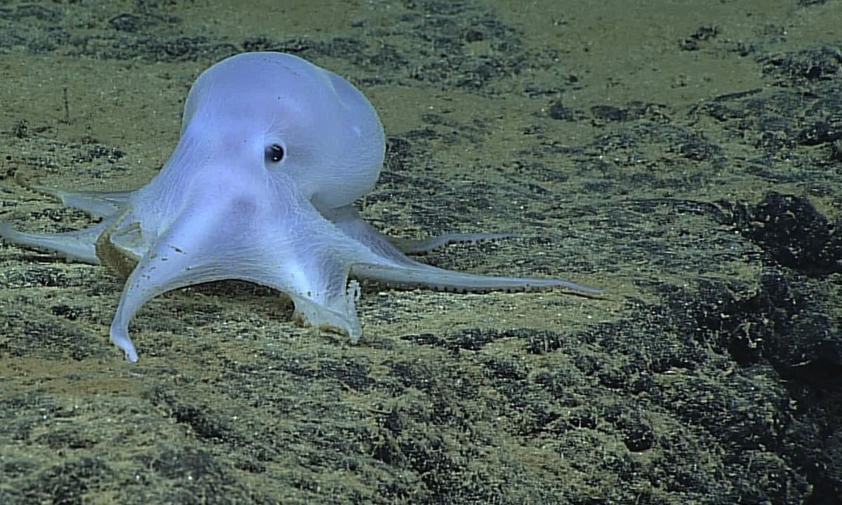 Ghostly-white octopus discovered near Hawaiian Islands â video