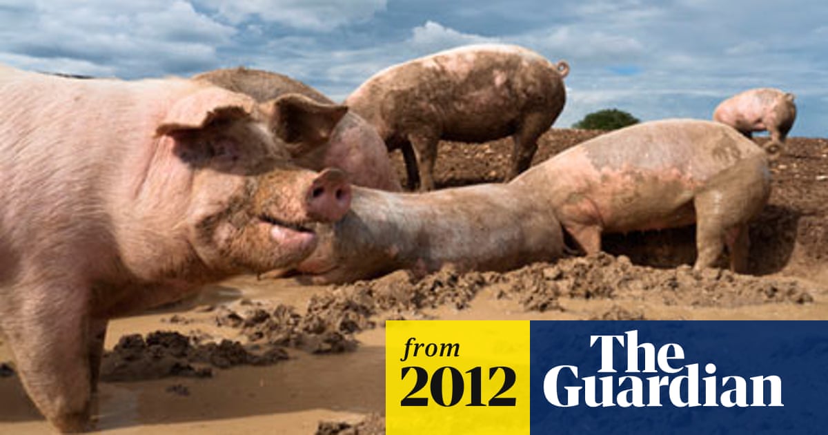 Red Tractor 'pork not porkies' ads banned | Advertising | The Guardian Red Tractor 'pork not porkies' ads banned | Advertising | The Guardian