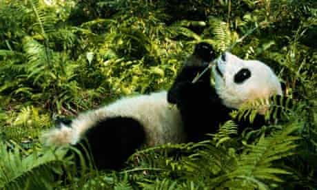 Giant Pandas Threatened By Climate Change Climate Change The Guardian Giant Pandas Threatened By Climate Change Climate Change The Guardian