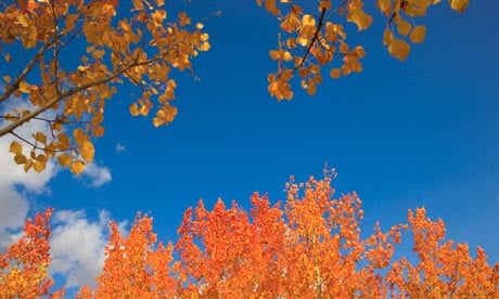 Golden aspens leaves in autumn colours