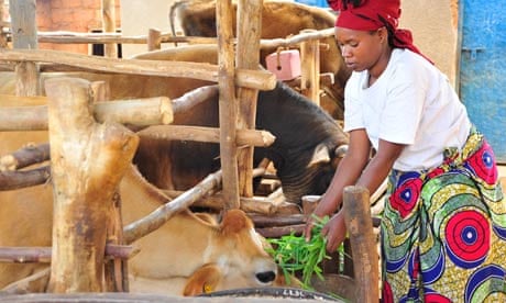 ActionAid: a woman feeds her cattle in Rwanda