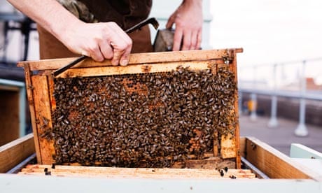 Honeybees being kept in an urban hive