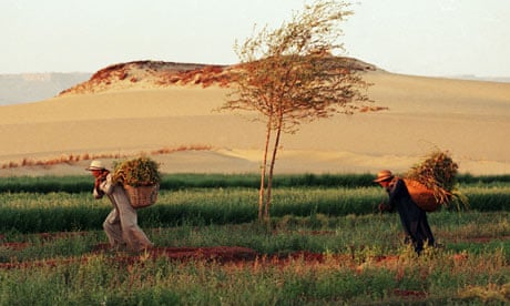 Farmers work in thhe Sahara desert