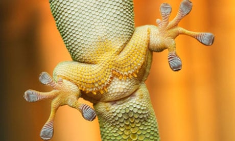 Close-up view of gecko feet clinging on glass