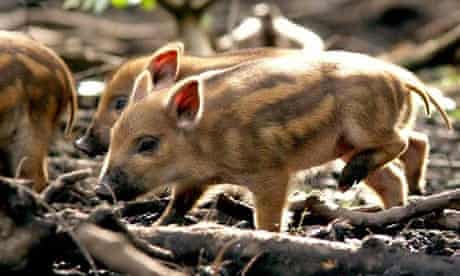 Undated handout photo issued by the Wildwood Trust of new piglets born to wild boar 