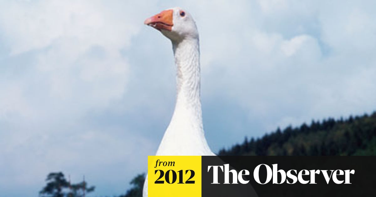 Goose Prices For Christmas 2021 Christmas Cooks Are Plumping For Goose Food The Guardian Goose Prices For Christmas 2021 Christmas Cooks Are Plumping For Goose Food The Guardian
