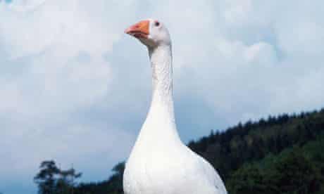 Christmas goose Christmas cooks are plumping for goose | Food | The Guardian