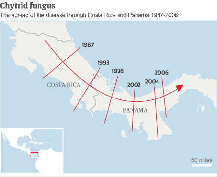 Map - spread of chytrid disease in Central America