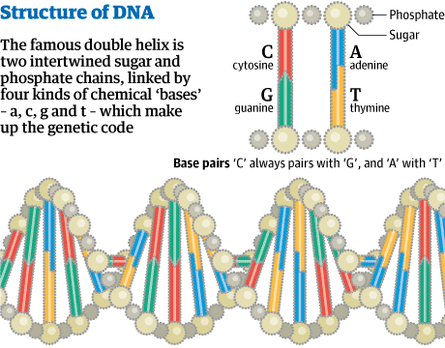 Dna Double Helix Model