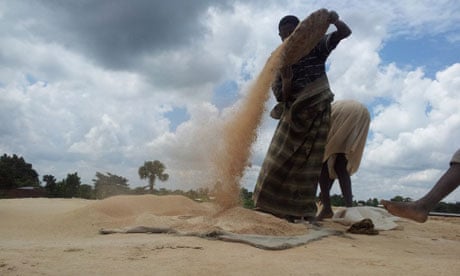 A woman winnowing rice