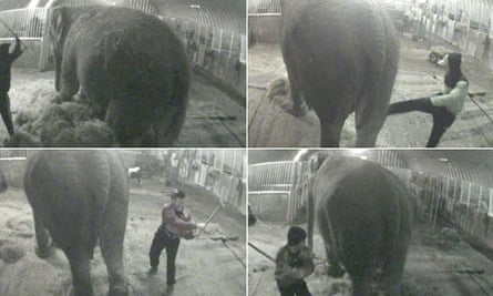 Stills from video footage of Annie the Asian elephant being attacked 