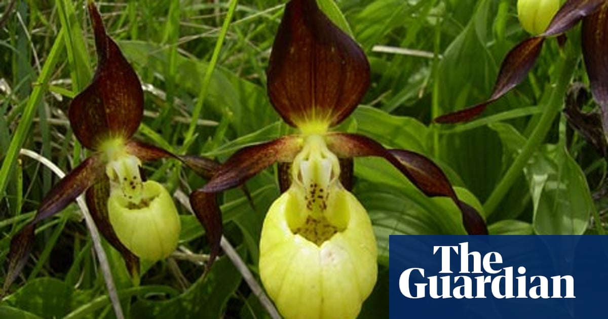The Uk S Rarest Orchid Is To Take A Shy Yorkshire Bow Uk News The Guardian