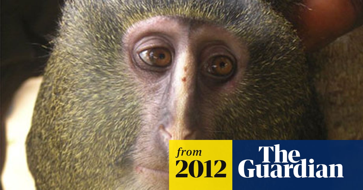 New monkey species identified in Democratic Republic of Congo | Wildlife |  The Guardian