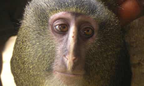A new species of monkey known locally as the lesula 