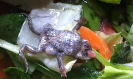 A dead frog found in a bag of Tesco spinach