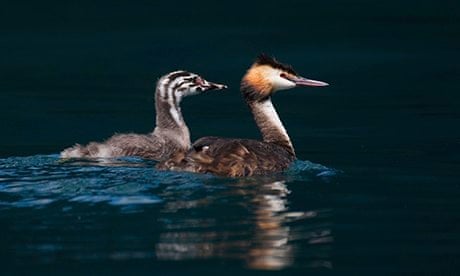 Country Diary: Great crested grebe (Podiceps cristatus) with juvenile