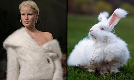 The Agony Behind Angora Wool  People for the Ethical Treatment of