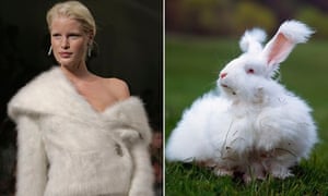 angora rabbits production china chinese fluffy ethical jumper price fur ever wool bunny animal peta farm ripped off filthy locked