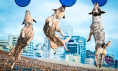 A Jack Russell dog plays frisbee on Brighton Beach in a composite image