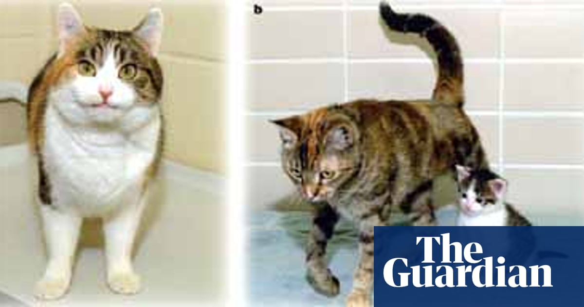 First Cloned Kitten But It S Not An Exact Copycat Genetics