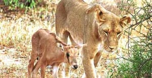 Larsens the Kenyan lioness with her adopted oryx