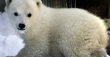 Bear facts | Environment | The Guardian