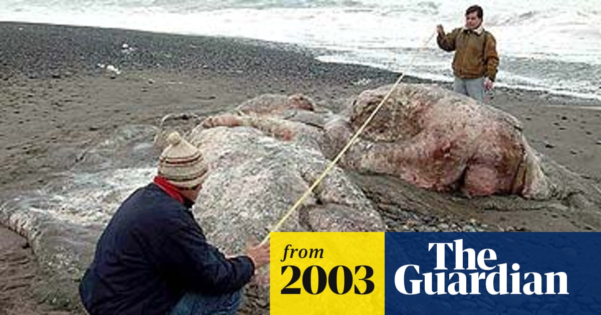 Scientists Puzzled By Blob On The Beach World News The Guardian