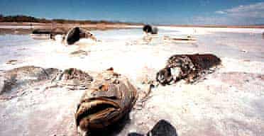 A dead fish lies on salt sediment at the edge of the Salton sea, in southern California, where salinity levels are 25% higher than those of ocean water