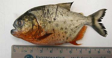 The deadly piranha found in the river Thames