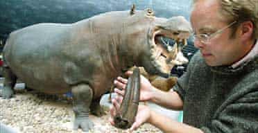 hippobones