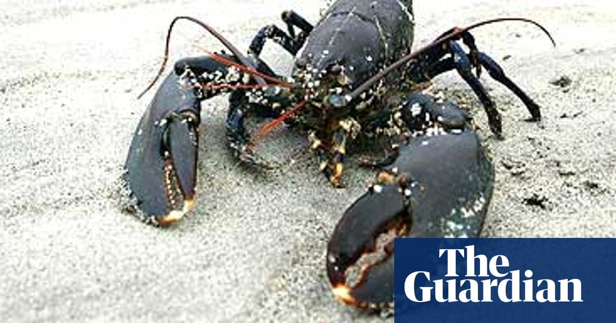 Scientists say lobsters feel no pain | World news | The Guardian