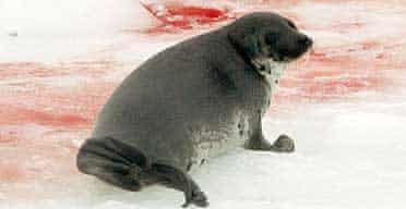 A survivor on the first day of the annual harp seal hunt on a ice floe in the Gulf of St Lawrence, Prince Edward Island, Canada