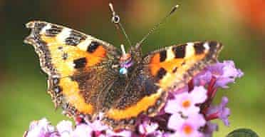 A small tortoiseshell butterfly fitted with a radar transponder