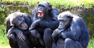 Chimpanzees in a family group
